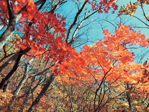 서울 근교도 ‘오메 단풍 들겄네’