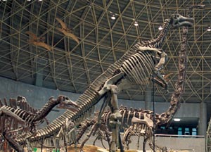 Hi DINO!! 국내 최초 ‘진품’공룡 전시회
