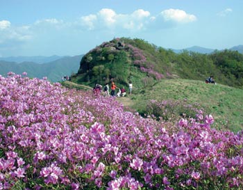 드넓은 능선에 ‘5월의 만찬’ 철쭉산행 2선