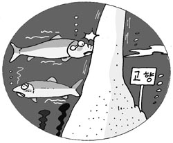 [지방화제] “은어가 사라졌어요”