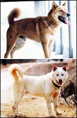 [지방화제] 밀양개 출생 비밀 유전자로 밝힌다