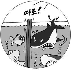 [지방화제] 말썽꾼 레몬상어 따로 키운다