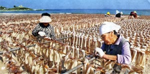 [지방화제]  구룡포 오징어 한창