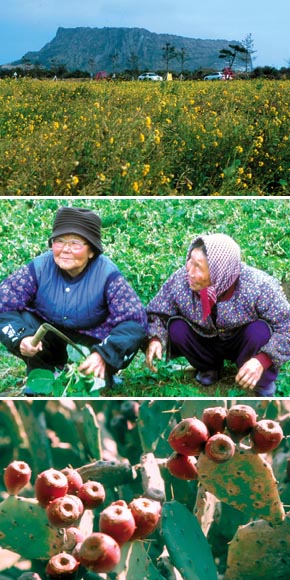 노란 꽃물 뚝뚝… 봄바람난 ‘제주도’