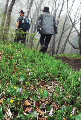 [Enjoy금토일] 연인산 들꽃 트레킹