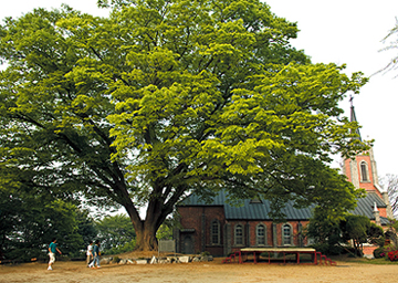 [나들이] 충남 아산 공세리성당