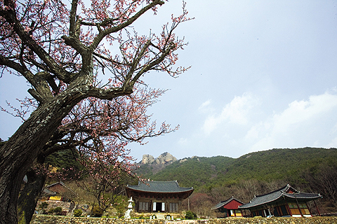 [전북 부안] 변산반도 봄나들이