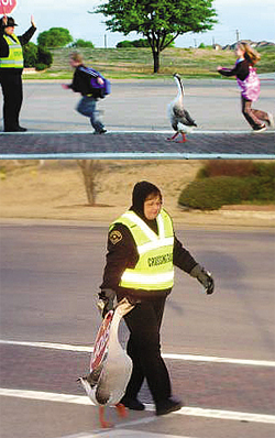 등교길 도우미 거위 화제