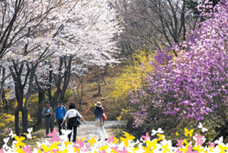 충남 청양 고운식물원 봄꽃나들이