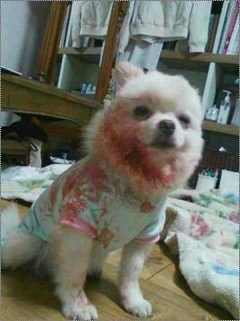 강아지 1년간 학대해 죽음 이르게 한 '악마가족'... 누리꾼 격앙