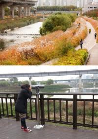 청계천 ‘물억새길’에서 겨울철새 만날까