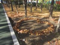 강남구, 양재천 상단 산책로 `낙엽의 거리` 조성