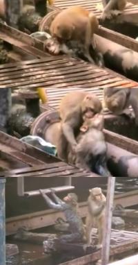 감전된 친구 살린 원숭이, “친구야 일어나” 흔들고 깨물고 물에 빠트리고