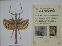 인천 부평구, 세계 곤충표본 특별전 개최