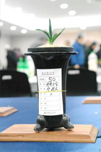  '경매가 1억'  한국춘란 탄생