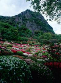 사시사철 꽃놀이 즐길 수 있는 일본 ‘사가현’