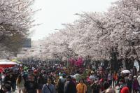 영등포구, 다음달 10일 여의도 봄꽃축제