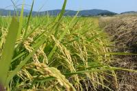 강화군 “고품질 강화섬쌀 생산 위해 이삭거름 적기·적량 시용 당부”