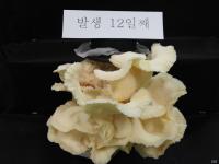 전남도 완도수목원 "참바늘버섯서 세계 최초 항천식효과 확인"