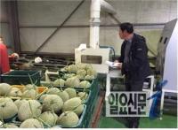 '한국 탑과채 고창 황토멜론' 고창군, 최첨단 자동선별기 설치