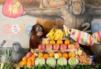  ‘2016년 붉은 원숭이띠 해’ 선물받는 오랑우탄