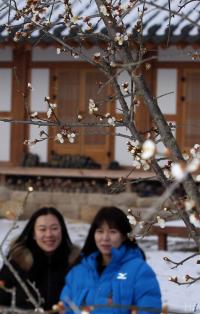 [풍경] 강진 다산 사의재 주막 뒤 ‘설중매(雪中梅)’ 꽃망울 활짝 