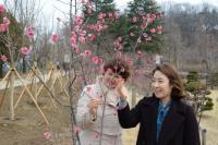 [포토]  “봄처녀 제 오시네~”  달성군 화원동산 ‘매화꽃 만발’