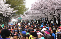 제12회 영등포 여의도 봄꽃축제…4월 4일 개막