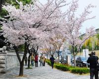 대구 남구청 '제1회 앞산사랑 봄 사진공모전' 수상작 발표