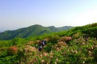'영주 소백산 철쭉제' 27일 개최