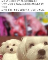 “동거녀 외도하는 것 같아서 복수”…반려견 잔인하게 죽인 30대 남성