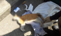 부산서 처참하게 살해당한 길고양이 사체 11구 잇따라 발견