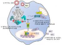 항바이러스 단백질 발견…치료제 개발 기대감 높여
