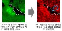 염색체 구조 유지하는 단백질 규명
