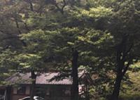 계룡산 첫 단풍 들었다