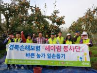 농협 손해보험, '수확기 농가 일손돕기' 펼쳐