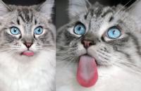 혀가 길어 귀여운 고양이