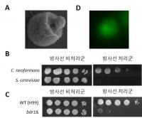 미생물 속 방사선 저항력 조절하는 단백질 발견