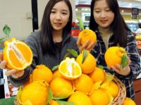 [포토] 롯데백화점 부산본점 “겨울 대표 과일 한라봉 맛보세요”