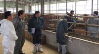 경남도, 소 구제역 백신 일제접종 들어가