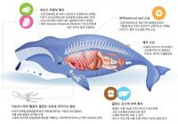 KIOST, 고래의 수중생활 적응 유전자 최초 발견