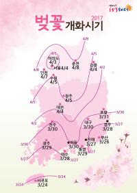 올해 벚꽃 언제 필까···지난해보다 2~3일 늦어