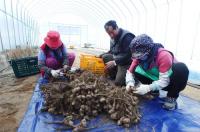 경북도농기원, 둥근마 상품성 향상·수량 3.6배 증가…'씨마 싹틔우기' 기술 개발 
