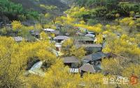 전남도 ‘숲 속의 전남’ 3월 나무에 산수유