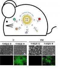 동물 체내 단백질 아세틸화 조절 성공…퇴행성 신경질환 치료 '새 전기'