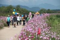 창원시 무점마을과 ‘제2회 무점마을 코스모스축제’ 준비 돌입