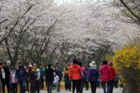 옹진군, 제8회 장봉도 벚꽃축제 15일 열려
