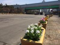인천항만공사(IPA), 인천항 제3정문 봄꽃 단장