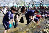금산천 봄꽃축제장에 5천여 인파 북적