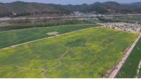 금호강 하중도, 유채꽃·보리 단지 이번 주말 '절정'